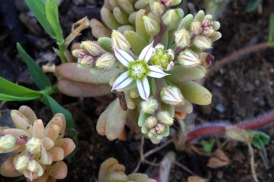 Sedum rubens / Borracina rossa